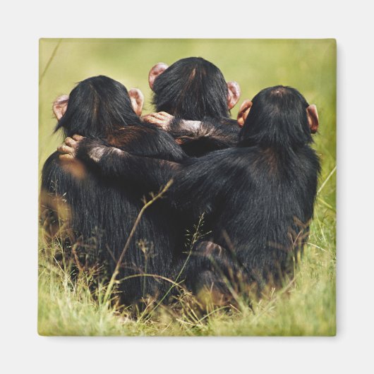 Kutest Baby Animals | Drie Chimpansees Hugging Magneet (Voorkant)