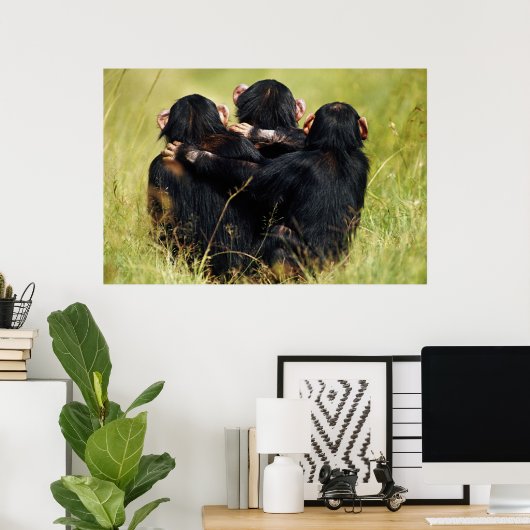 Kutest Baby Animals | Drie Chimpansees Hugging Poster (Thuiskantoor)