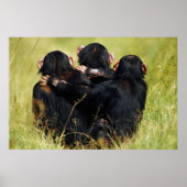 Kutest Baby Animals | Drie Chimpansees Hugging Poster (Voorkant)