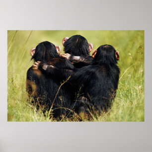 Kutest Baby Animals Drie Chimpansees Hugging Poster