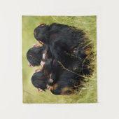Kutest Baby Animals | Drie Chimpansees Hugging Wandkleed (Voorkant)