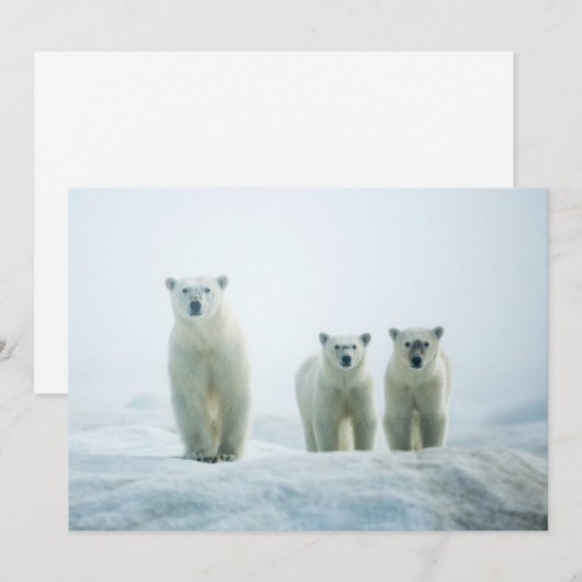 Kutest Baby Animals | Drie jonge Polar-Beren Bedankkaart (Voorkant / Achterkant)