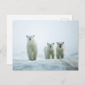 Kutest Baby Animals | Drie jonge Polar-Beren Briefkaart (Voorkant / Achterkant)
