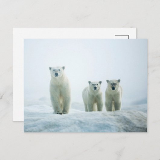 Kutest Baby Animals | Drie jonge Polar-Beren Briefkaart (Voorkant / Achterkant)