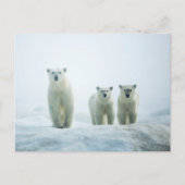 Kutest Baby Animals | Drie jonge Polar-Beren Briefkaart (Voorkant)