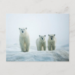 Kutest Baby Animals   Drie jonge Polar-Beren Briefkaart