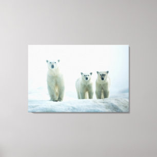 Kutest Baby Animals Drie jonge Polar-Beren Canvas Afdruk