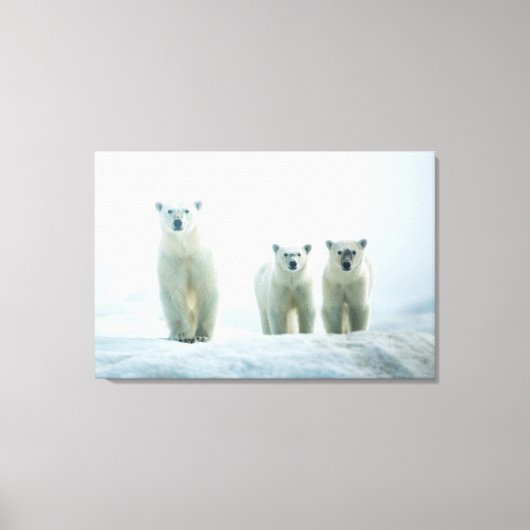 Kutest Baby Animals | Drie jonge Polar-Beren Canvas Afdruk (Voorkant)
