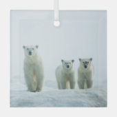 Kutest Baby Animals | Drie jonge Polar-Beren Glas Ornament (Voorkant)