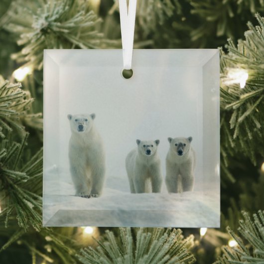 Kutest Baby Animals | Drie jonge Polar-Beren Glas Ornament (Insitu)