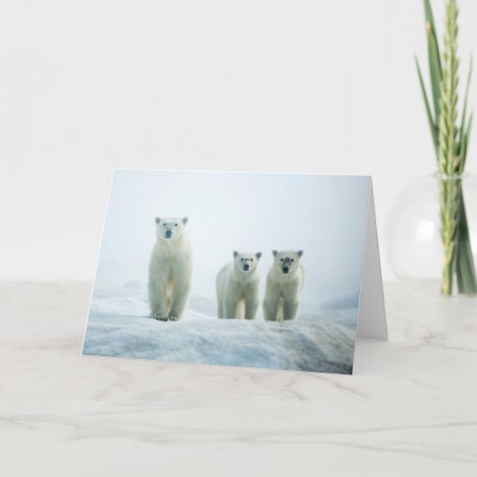 Kutest Baby Animals | Drie jonge Polar-Beren Kaart (Voorkant)