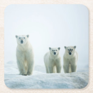 Kutest Baby Animals Drie jonge Polar-Beren Kartonnen Onderzetters