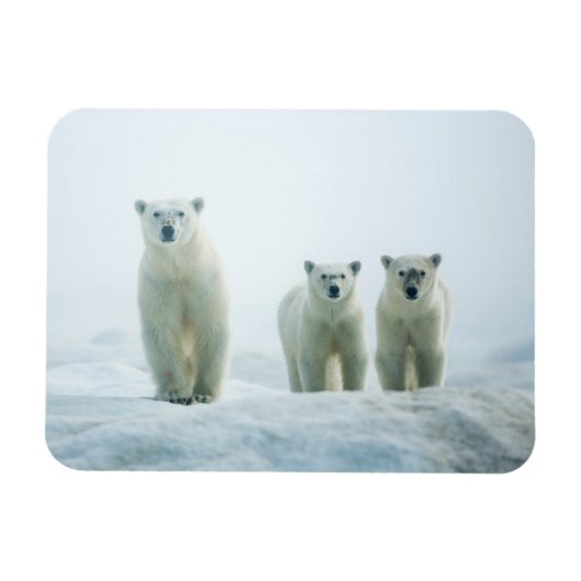 Kutest Baby Animals | Drie jonge Polar-Beren Magneet (Horizontaal)