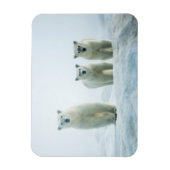 Kutest Baby Animals | Drie jonge Polar-Beren Magneet (Verticaal)