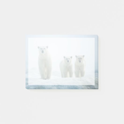 Kutest Baby Animals | Drie jonge Polar-Beren Post-it® Notes (Voorkant)