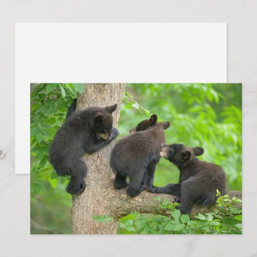 Kutest Baby Animals | Drie jonge zwarte Beren kubu Bedankkaart (Voorkant / Achterkant)