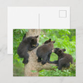 Kutest Baby Animals | Drie jonge zwarte Beren kubu Briefkaart (Voorkant / Achterkant)