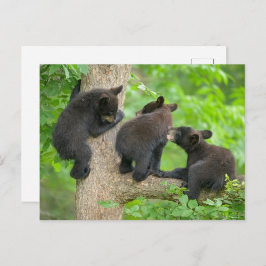 Kutest Baby Animals | Drie jonge zwarte Beren kubu Briefkaart (Voorkant / Achterkant)