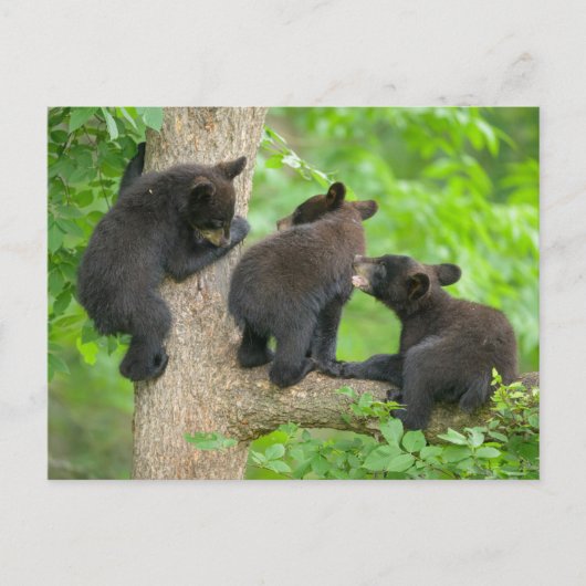 Kutest Baby Animals | Drie jonge zwarte Beren kubu Briefkaart (Voorkant)