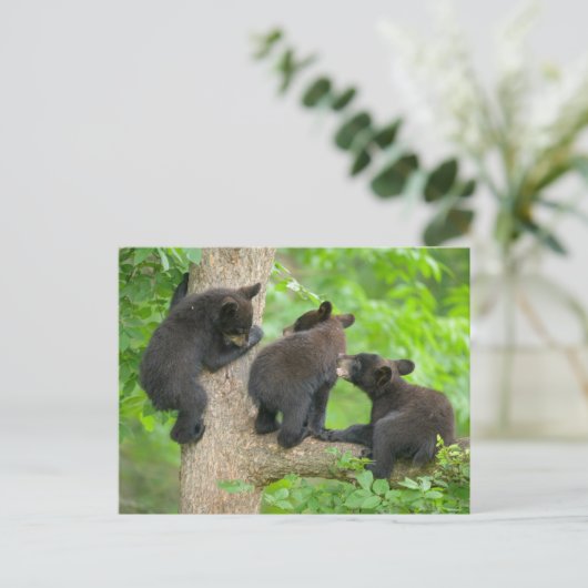 Kutest Baby Animals | Drie jonge zwarte Beren kubu Briefkaart (Staand voorkant)