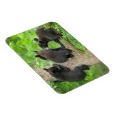 Kutest Baby Animals | Drie jonge zwarte Beren kubu Magneet (Rechterzijde)