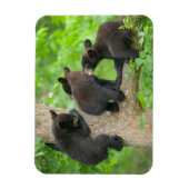 Kutest Baby Animals | Drie jonge zwarte Beren kubu Magneet (Verticaal)