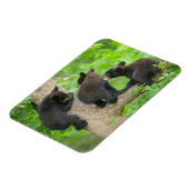Kutest Baby Animals | Drie jonge zwarte Beren kubu Magneet (Linkerzijde)