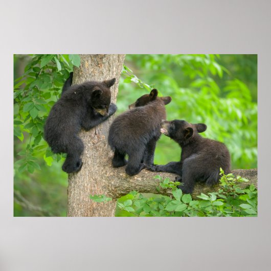 Kutest Baby Animals | Drie jonge zwarte Beren kubu Poster (Voorkant)