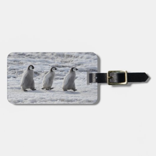 Kutest Baby Animals | Drie keizerhaaien Bagagelabel (Voorkant horizontaal)