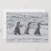 Kutest Baby Animals | Drie keizerhaaien Bedankkaart (Voorkant)