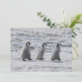 Kutest Baby Animals | Drie keizerhaaien Bedankkaart (Staand voorkant)