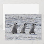 Kutest Baby Animals | Drie keizerhaaien Bedankkaart (Voorkant / Achterkant)