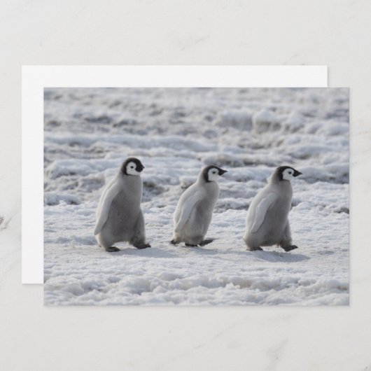 Kutest Baby Animals | Drie keizerhaaien Bedankkaart (Voorkant / Achterkant)