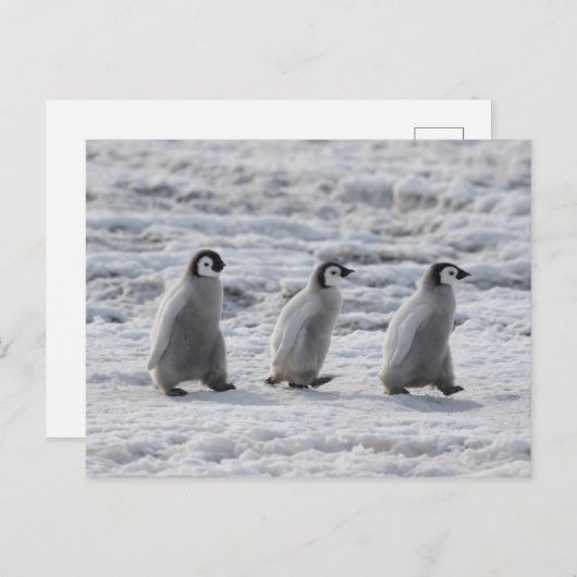 Kutest Baby Animals | Drie keizerhaaien Briefkaart (Voorkant / Achterkant)