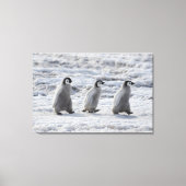 Kutest Baby Animals | Drie keizerhaaien Canvas Afdruk (Voorkant)