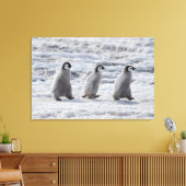 Kutest Baby Animals | Drie keizerhaaien Canvas Afdruk (Insitu (Woonkamer))
