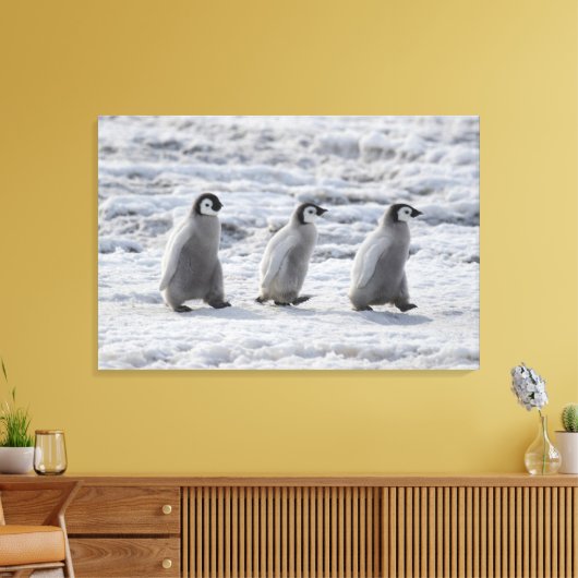 Kutest Baby Animals | Drie keizerhaaien Canvas Afdruk (Insitu (Woonkamer))