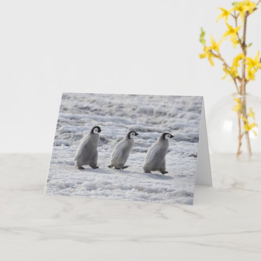 Kutest Baby Animals | Drie keizerhaaien Kaart (Gele Bloem)