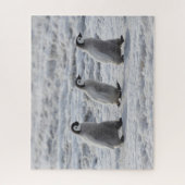 Kutest Baby Animals | Drie keizerhaaien Legpuzzel (Verticaal)