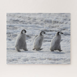 Kutest Baby Animals   Drie keizerhaaien Legpuzzel