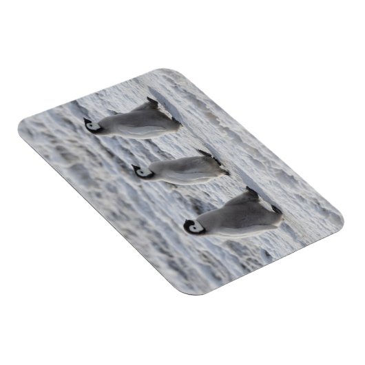 Kutest Baby Animals | Drie keizerhaaien Magneet (Rechterzijde)