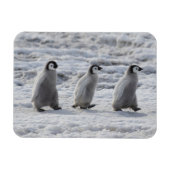 Kutest Baby Animals | Drie keizerhaaien Magneet (Horizontaal)