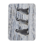 Kutest Baby Animals | Drie keizerhaaien Magneet (Verticaal)