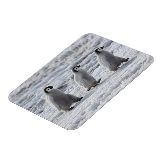 Kutest Baby Animals | Drie keizerhaaien Magneet (Linkerzijde)