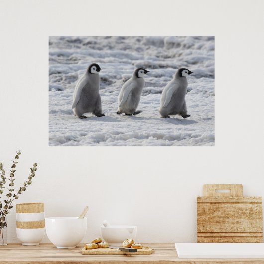 Kutest Baby Animals | Drie keizerhaaien Poster (Keuken)
