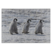 Kutest Baby Animals | Drie keizerhaaien Snijplank (Voorkant)