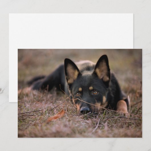 Kutest Baby Animals | Duitse schapenhouderij Bedankkaart (Voorkant / Achterkant)