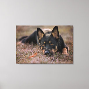 Kutest Baby Animals   Duitse schapenhouderij Canvas Afdruk