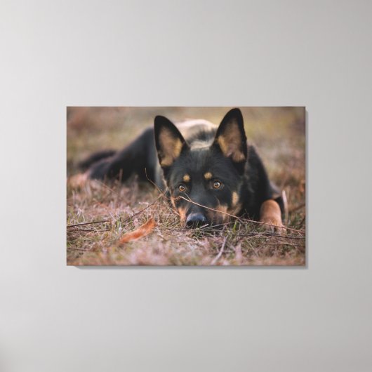 Kutest Baby Animals | Duitse schapenhouderij Canvas Afdruk (Voorkant)