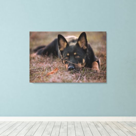 Kutest Baby Animals | Duitse schapenhouderij Canvas Afdruk (Insitu (Houten vloer))